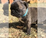 Small Photo #18 Buggs Puppy For Sale in AFTON, WY, USA