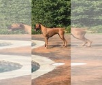 Small Photo #10 Boxer Puppy For Sale in GRAYSON, GA, USA