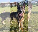 Small #1 German Shepherd Dog