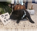 Small Photo #7 Labrador Retriever Puppy For Sale in KATHLEEN, GA, USA