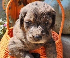 Doodle-Goldendoodle Mix Puppy for sale in WACO, TX, USA
