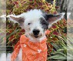 Small #5 Poodle (Toy) Mix