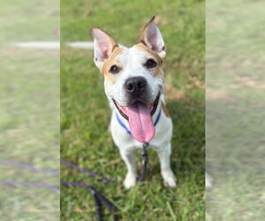 American Pit Bull Terrier-Unknown Mix Dogs for adoption in Virginia Beach, VA, USA