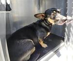 Small Dachshund Mix