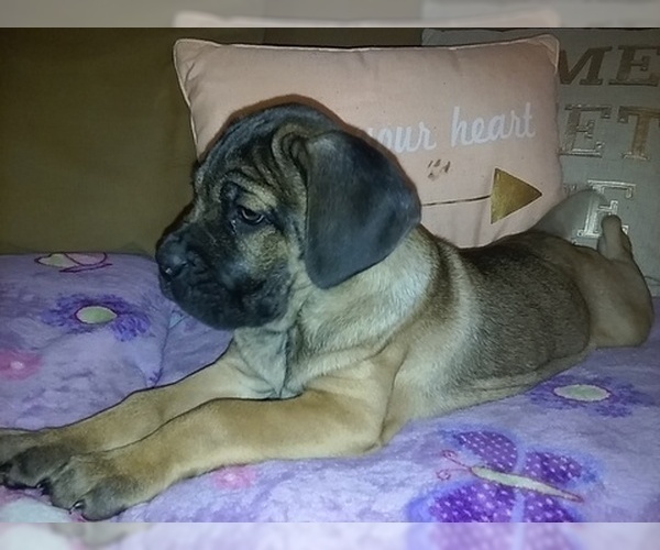 Medium Photo #2 French Bulldog Puppy For Sale in ATHENS, GA, USA