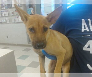 Labrador Retriever-Unknown Mix Dogs for adoption in Oklahoma City, OK, USA