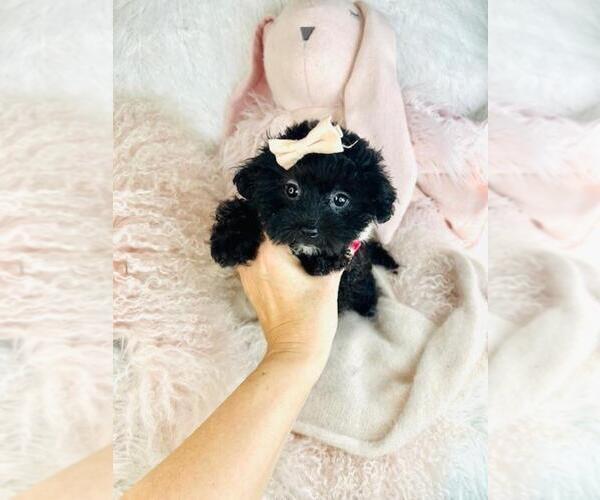 Medium Photo #3 Maltipoo (Toy) Puppy For Sale in JACKSONVILLE, FL, USA