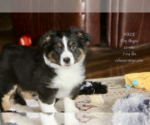 Medium Photo #1 Aussie-Corgi Puppy For Sale in LIND, WA, USA