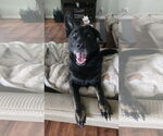 Small German Shepherd Dog