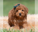 Small #2 Maltipoo (Miniature)