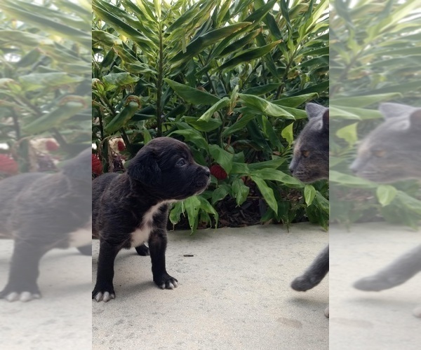 Medium Photo #1 Black Mouth Cur-Labrador Retriever Mix Puppy For Sale in DUNNELLON, FL, USA