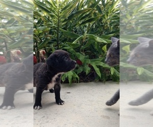 Black Mouth Cur-Labrador Retriever Mix Puppy for sale in DUNNELLON, FL, USA