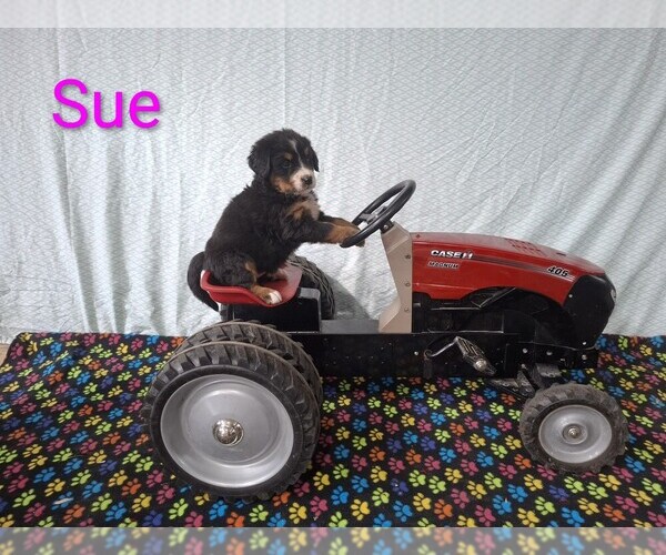 Medium Photo #7 Bernese Mountain Dog Puppy For Sale in MEMPHIS, MO, USA