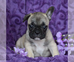 Puppy 2 French Bulldog