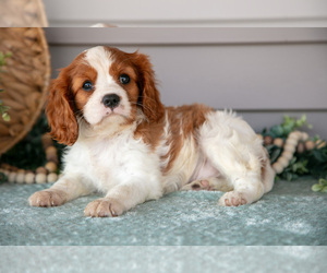 Medium Cavalier King Charles Spaniel