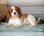 Puppy Justin Cavalier King Charles Spaniel