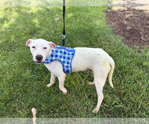 Medium Photo #9 Mutt Puppy For Sale in Holly Springs, NC, USA