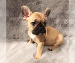 Small Photo #1 French Bulldog Puppy For Sale in DURHAM, NC, USA