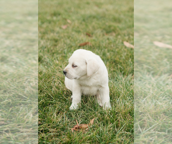 Medium Photo #4 Labrador Retriever Puppy For Sale in WASHINGTON BORO, PA, USA