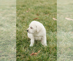 Small #3 Labrador Retriever