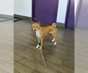 Basenji Dogs for adoption in Escondido, CA, USA