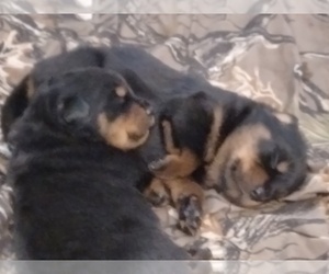 Rottweiler Puppy for sale in ROY, WA, USA