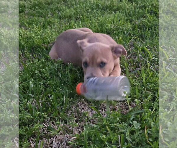 Medium Photo #8 American Pit Bull Terrier-Unknown Mix Puppy For Sale in Oakhurst, NJ, USA