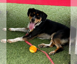 Roy - Male Mutt Dog for Adoption - Photo #12