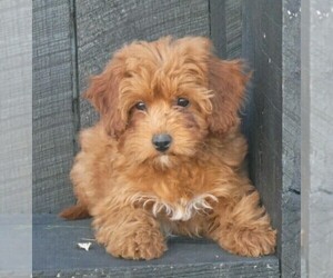 Cavapoo-Poodle (Standard) Mix Puppy for sale in FREDERICKSBURG, OH, USA