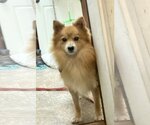 Small Photo #1 Pomeranian Puppy For Sale in St. Louis Park, MN, USA