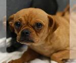 Small Pug Mix