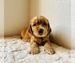 Small #3 Cocker Spaniel