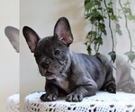 Small Photo #2 Faux Frenchbo Bulldog Puppy For Sale in FREDERICKSBG, OH, USA