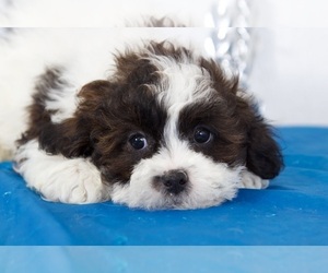 Shih Tzu Puppy for sale in MOUNT VERNON, OH, USA