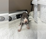 Image preview for Ad Listing. Nickname: Chopper
