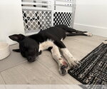 Small Photo #4 Siberian Husky-Unknown Mix Puppy For Sale in Bellingham, WA, USA
