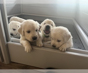English Cream Golden Retriever Puppy for Sale in PLYMOUTH, California USA