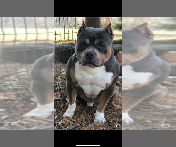 Medium Photo #1 American Bully Puppy For Sale in JACKSONVILLE, IL, USA