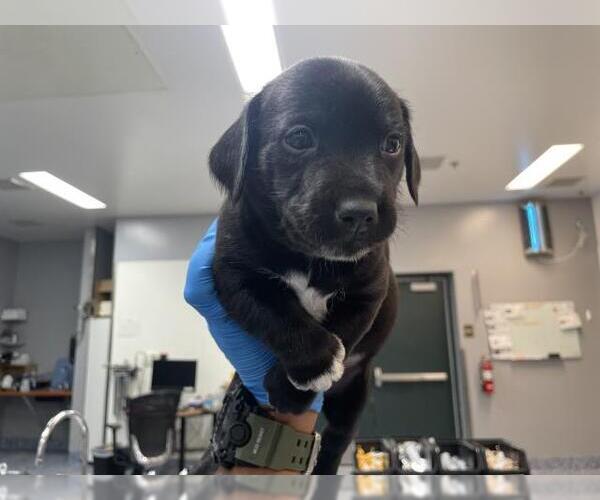 Medium Photo #1 Mutt Puppy For Sale in Riverside, CA, USA