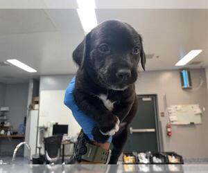 Mutt Dogs for adoption in Riverside, CA, USA
