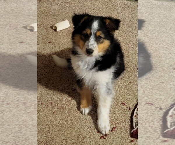 Medium Photo #3 Australian Shepherd-Unknown Mix Puppy For Sale in Genesee, WI, USA