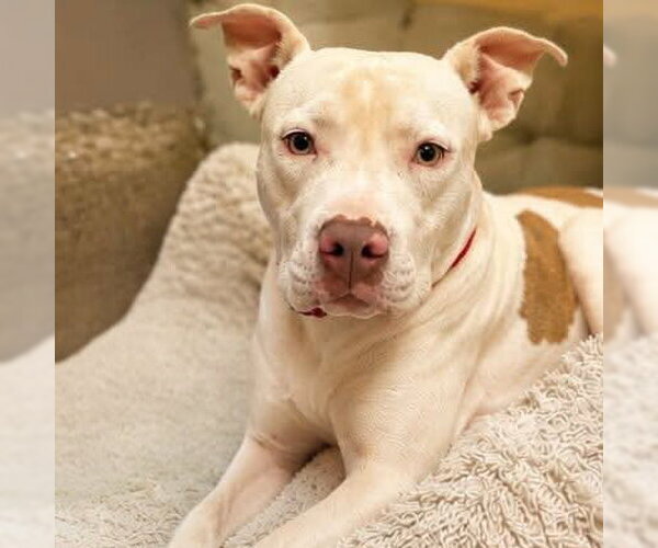 Medium Photo #1 American Pit Bull Terrier-Unknown Mix Puppy For Sale in Las Vegas, NV, USA