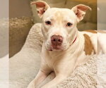 Small American Pit Bull Terrier Mix