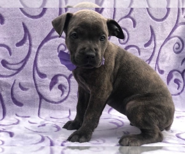 Medium Photo #3 Cane Corso Puppy For Sale in CLAY, PA, USA