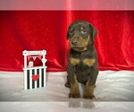 Puppy Yellow Collar Doberman Pinscher