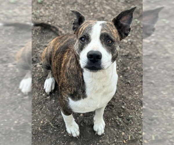 Medium Photo #1 American Staffordshire Terrier-Unknown Mix Puppy For Sale in San Antonio, TX, USA