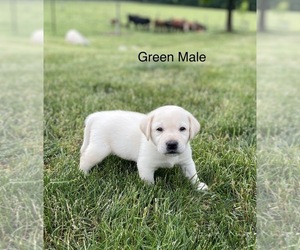 Labrador Retriever Dog for Adoption in Tekonsha, Michigan USA