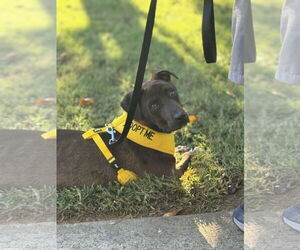 American Staffordshire Terrier-Unknown Mix Dogs for adoption in Holly Springs, NC, USA