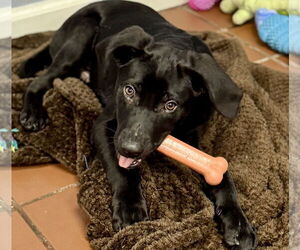 Labrador Retriever-Unknown Mix Dogs for adoption in Jefferson, NJ, USA