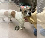 Small #1 Jack Russell Terrier-Spaniel Mix